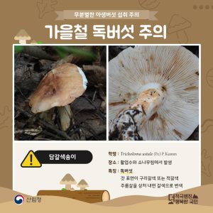담갈색송이버섯
