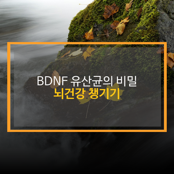 BDNF유산균