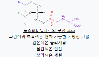 포스파티딜